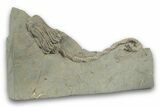 Fossil Crinoid (Platycrinites) w/ Stem- Crawfordsville, Indiana #242693-1